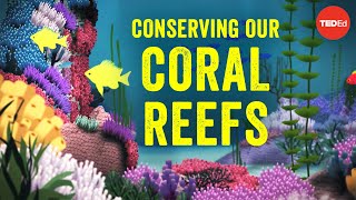 Conserving our spectacular, vulnerable coral reefs - Joshua Drew
