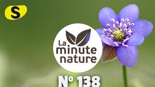 LES FLEURS DU PRINTEMPS (No 138)