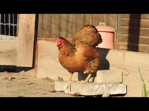 Zwerg Wyandotten Henne hat ein Ei gelegt