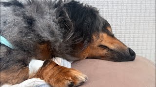 みなさん夏バテ大丈夫？