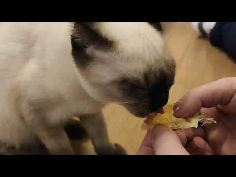 Alpha The Siamese Cat eating an ORANGE! Citrus are toxic for cats? Orange is dangerous? Not for me!