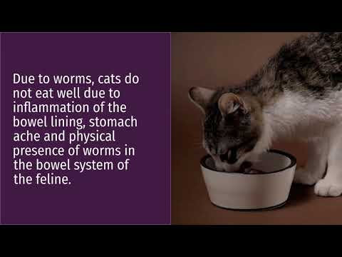 Symptoms of worms in cats