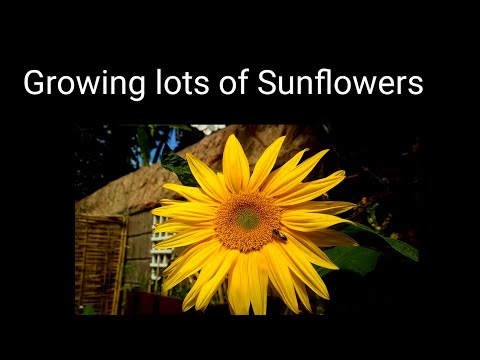 I planted lots of Sunflowers in my garden