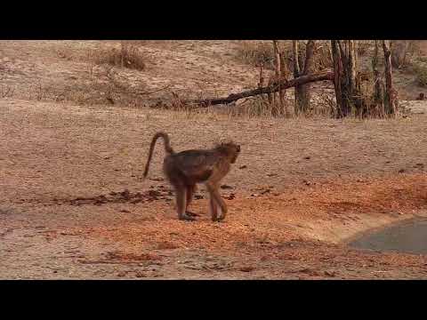 Djuma: Lone Baboon - 05:59 - 10/26/19