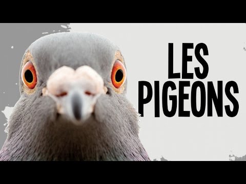 LES PIGEONS dans l'histoire