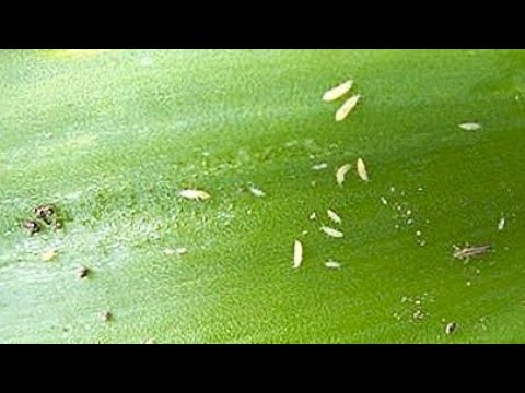 EVO KAKO DA USPEŠNO SUZBIJETE TRIPS NA CVEĆU #bastovanstvo#cveće