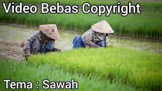 Download lagu Kumpulan Video Petani Tanam Padi di Sawah/ Video Sawah/ Video Bebas Hak Cipta Bebas Copyright mp3
