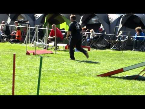 Agility Parson Russell  Terrier Rico