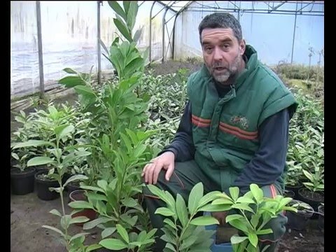 ziva ograda lovor visnja