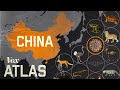 Näin Kiinan villieläinten kasvatus on yhteydessä k...