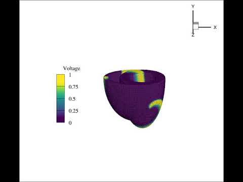SPH simulation of spiral wave in heart ventricles