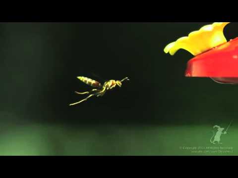 YouTube video about: Kiom rapide flugas?
