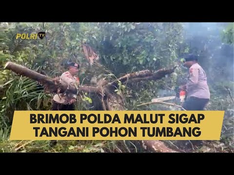BRIMOB POLDA MALUT SIGAP TANGANI POHON TUMBANG