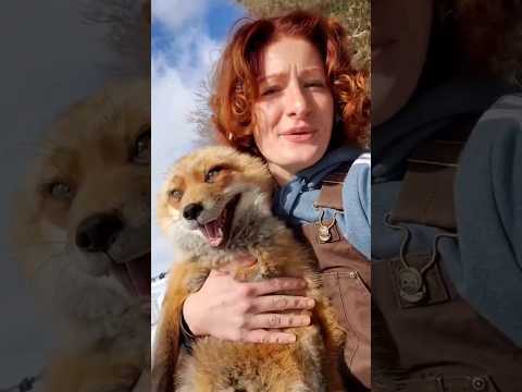 Así se Ríe un Zorro 🦊😂 #shorts