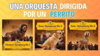 UNA ORQUESTA DIRIGIDA POR UN PERRO 🐶