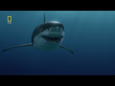 Megalodon, What is love A tribute to Sharks