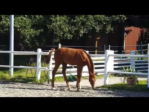 Stutfohlen v.Bon Courage