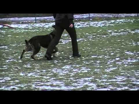 FATAL XERRO AYKMAR - obedience 18 months