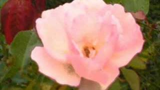 Chris Daughtry - All These Lives