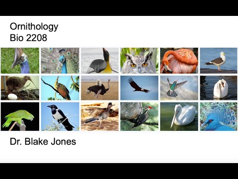 Ornithology Lecture 1