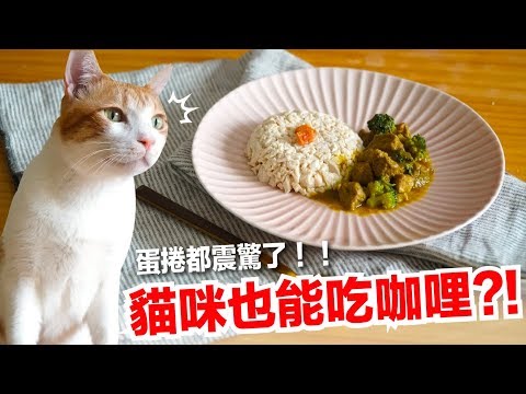 好味小姐出走!？貓咪可以吃咖哩飯？【貓咪主食食譜】好味貓鮮食廚房EP135