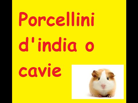Strumenti professionali per capelli di maschera Complesso da perdita di capelli di sistema