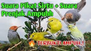 Download lagu 🔥Terbukti Ampuh! Suara Pikat Sirtu Liar Suara Prenjak Liar Langsung Datang.! mp3 Download lagu 🔥Terbukti Ampuh! Suara Pikat Sirtu Liar Suara Prenjak Liar Langsung Datang.! mp3