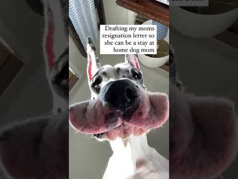 🐕 Funny Dog 🤣❣️Great Dane 🤯💥 #shorts #dogs #greatdane