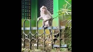 Download lagu status wa lucu monyet nyanyi pelas teri ngakak tawa #shorts mp3 Download lagu status wa lucu monyet nyanyi pelas teri ngakak tawa #shorts mp3