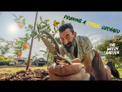 THE ART OF CITRUS TREE PRUNING - Tips for a bountiful harvest
