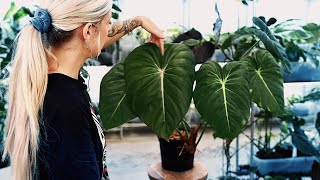 These Philodendron look incredible!
