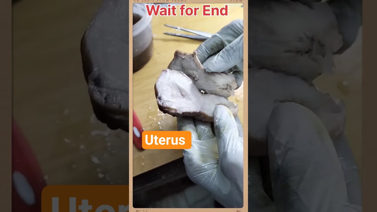 Real female reproductive system #biology #shortvideo #shorts #short