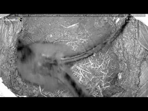 Cahow Chick Stretches Wings And Takes Trip Down Burrow Tunnel – May 29, 2019