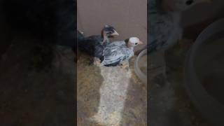Pintinhos Garnizé. Dois São De Pescoço Pelado - 4