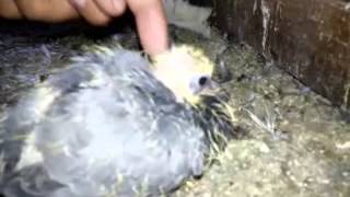 preview picture of video 'Jhansi High Flyers pigeons (Shanky)'