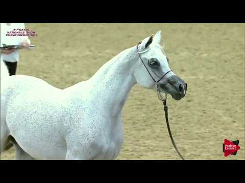 267 RB GHALIAH - 21st Qatar National 2018