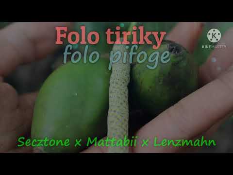 Folo tiriky (secztone x mattabii x lenzmahn)