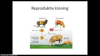 Transgene dyr og medicin