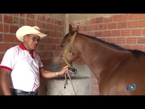 Quarter Horse at Haras Santo Expedito