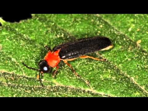 reproductive isolation bio project