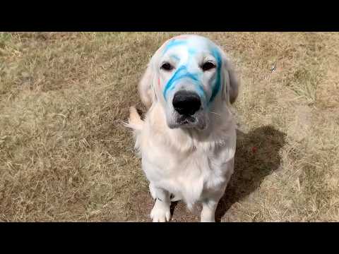 Good Boys Being Bad Dogs 🐶 Funny Dog Videos