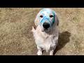 Good Boys Being Bad Dogs Funny Dog Videos