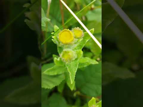 Großes Flohkraut: Später Insektenmagnet für feuchte Ecken