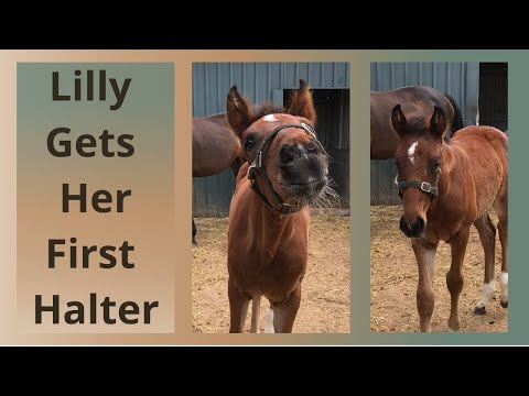Halter Breaking a Foal