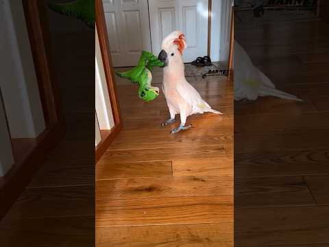 Down the stairs Dino!! 🤣🦖 #barneythewestcoastcockatoo