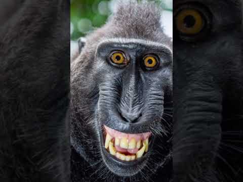 Watch: monkey laughing