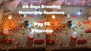 Day 15) 30-Days Brooding chickens broilers/layers Mentorship programme continues