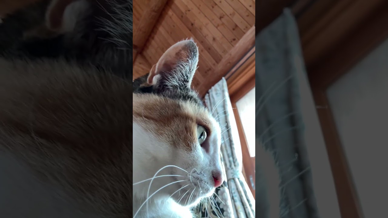 今日のニャンズを猫目線で撮ってみた #猫