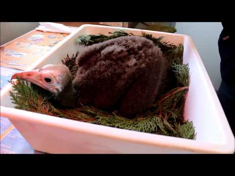 E' nato un avvoltoio! E' nato un avvoltoio!