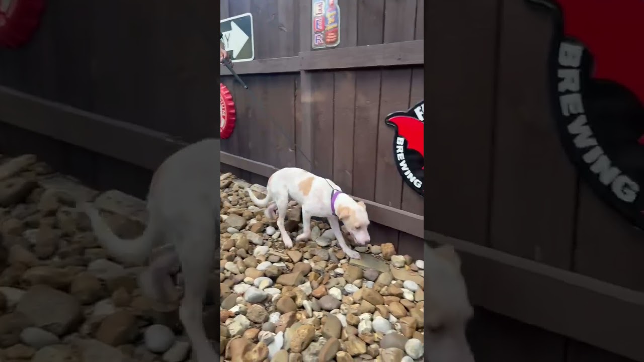 Enlarge Pearl, an adopted mixed breed in Southport, CT video 3/5